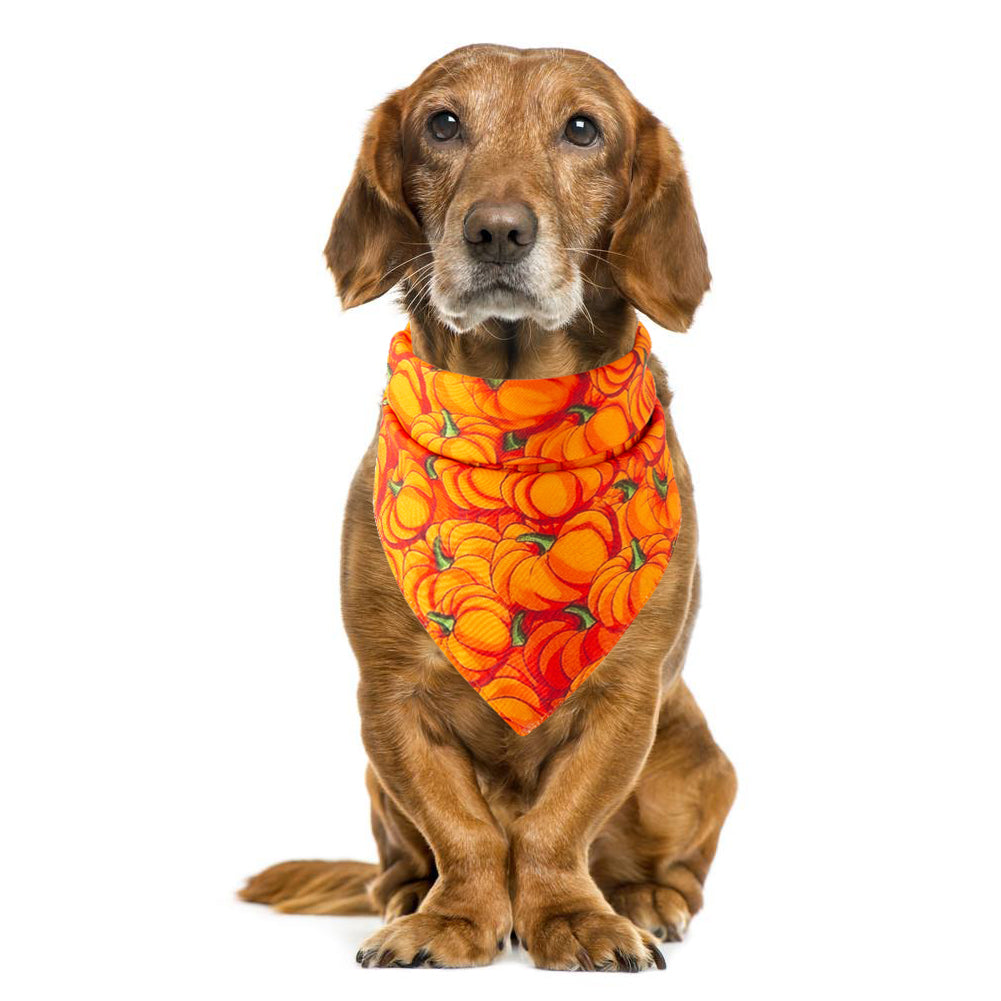 Halloween Pet Bandana – view 14